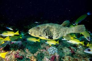 reusachtig oceanisch doos kogelvis vis onderwater- portret foto