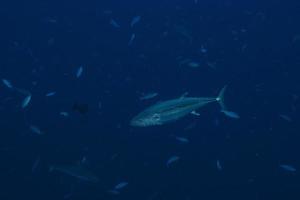 geelvintonijn tonijn onderwater- met haaien in Maldiven foto