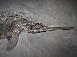 fossiel prehistorisch vis steen skelet foto