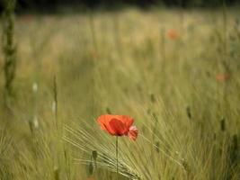 rode papaver bloem close-up foto