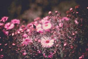 roze bloemen met vlinder gefilterd foto