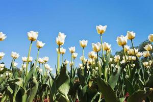 wit decoratief tulpen Aan bloem veld- foto