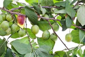 Afdeling van Pruim boom met groen bladeren foto