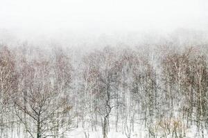 eik en berk bomen in sneeuw sneeuwstorm foto