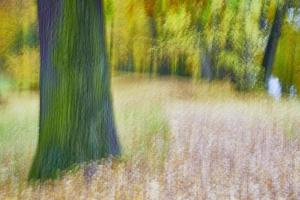 bomen in het park foto