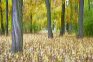 bomen in het park foto