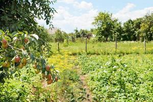 visie van landelijk tuin Aan achtertuin foto