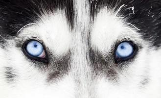 close-up shot van husky hond blauwe ogen foto
