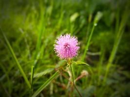 bloem van gras in Indonesië gebeld putri malu, bunga putri malu foto