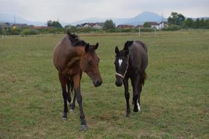 paard portret visie foto