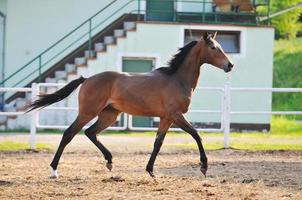 paard natuur visie foto