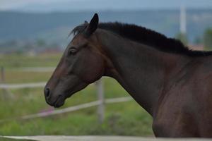 paard portret visie foto