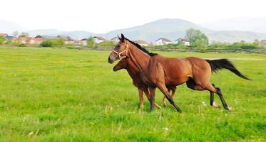 paard in veld foto