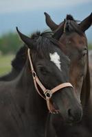 paard portret visie foto