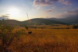 zomer landschapsmening foto