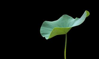 geïsoleerd Waterlelie of lotus fabriek met knipsel paden. foto
