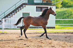 paard in veld foto