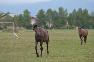 paard portret visie foto