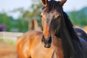 paard natuur visie foto