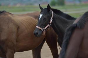 paard portret visie foto