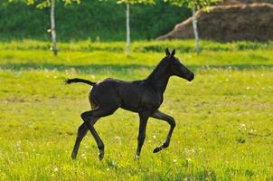 baby paard visie foto