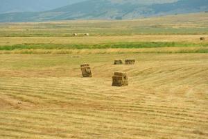 zomer landschapsmening foto