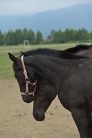 paard portret visie foto