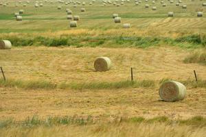 zomer landschapsmening foto