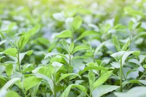 Indisch moeras fijnstraal, Indisch kamferkruid of pluche indica minder in de tuin. is een Thais kruid met eigendommen stengels en bladeren diureticum en traktatie van aambei. foto