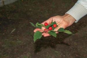 helder rood bessen van de meidoorn crataegus toeren. ex ik, groeit van nature. ze zijn gebruikt in kruiden geneeskunde voor aandoeningen net zo goed net zo in culinaire jam, gelei en wijnen. foto