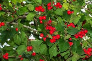 helder rood bessen van de meidoorn crataegus toeren. ex ik, groeit van nature. ze zijn gebruikt in kruiden geneeskunde voor aandoeningen net zo goed net zo in culinaire jam, gelei en wijnen. foto