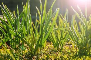 groen gras in de voorjaar zon foto