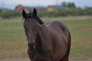 paard portret visie foto