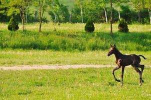 paarden in veld- foto