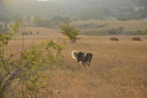 zomer landschapsmening foto