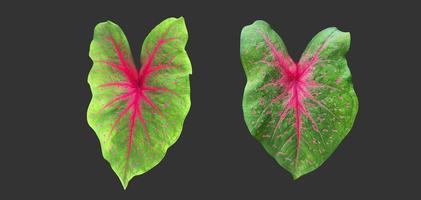 geïsoleerd alocasia caladium blad Aan wit achtergrond met knipsel paden. foto