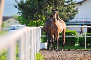 baby paard visie foto