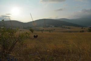 zomer landschapsmening foto