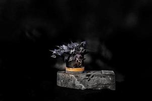 ontwerper planter Aan steen met zwart achtergrond foto