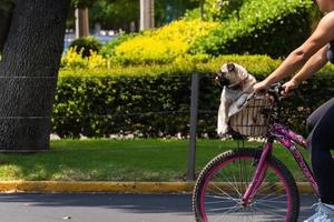 een mopshond hond zittend in de mand van een fiets met haar tong uit, foto