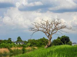 droog boom over- de veld- blauw lucht achtergrond foto
