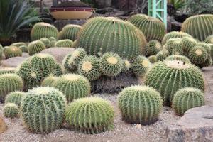 cactus in de tuin foto