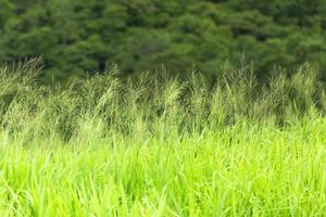 close-up groen grasveld foto