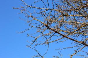 droog takken tegen blauw lucht achtergrond foto