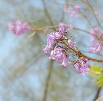 jacaranda boom met lila bloesem foto