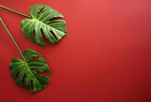twee groen monstera bladeren aan het liegen Aan een rood achtergrond foto