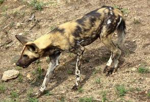een detailopname foto van een kritisch bedreigd Afrikaanse wild hond, gevlekte in de sabi zand spel reserveren