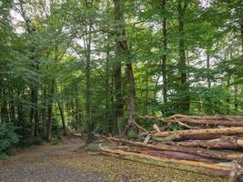 Bij de rivier- berkel in Duitsland foto