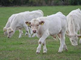 wit koeien in Duitsland foto