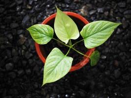 homalomena zwart en groen geur mooi zo planten leafe foto